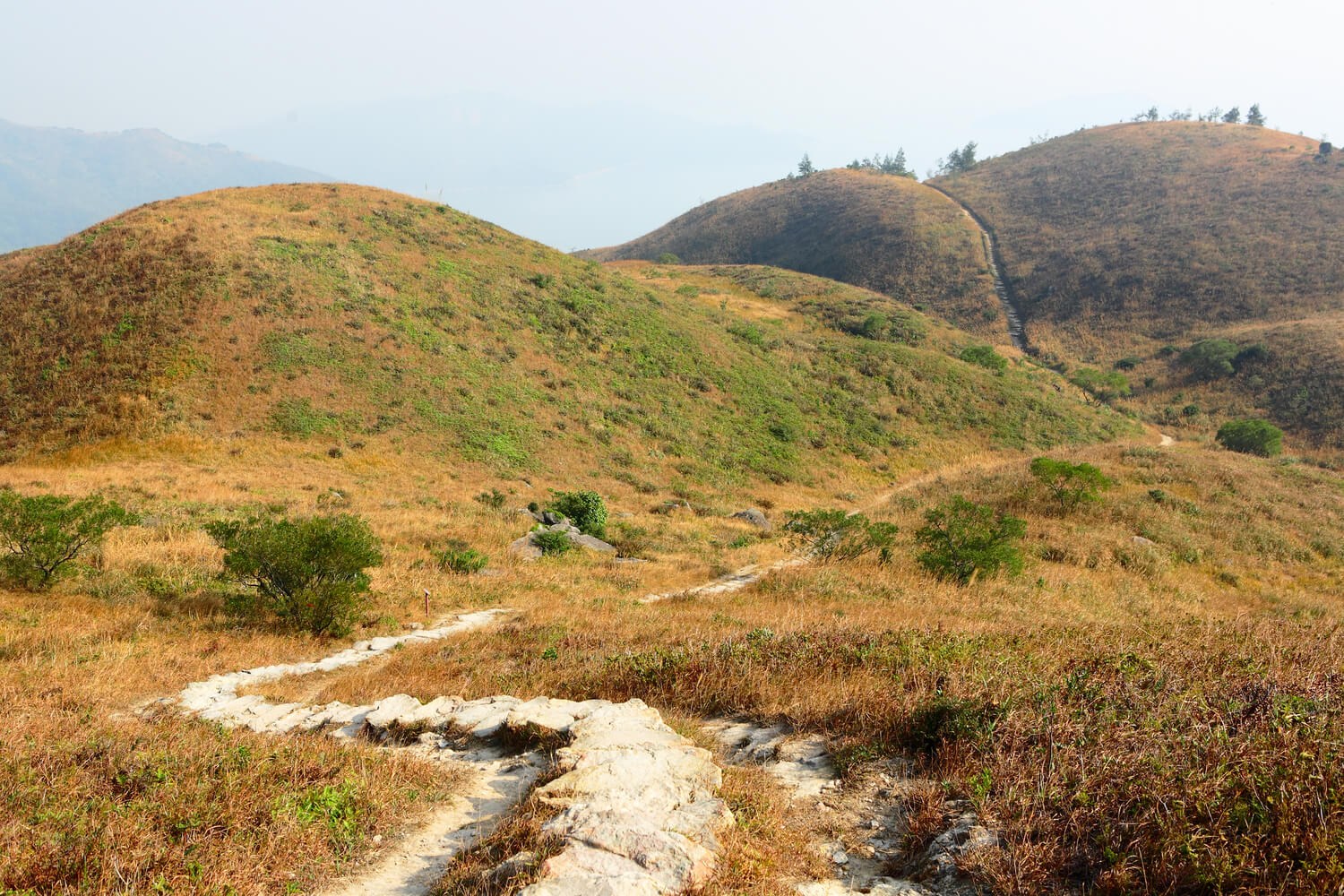 Peat i Whisky - Naturens Røgfyldte Signatur i Skotsk Single Malt