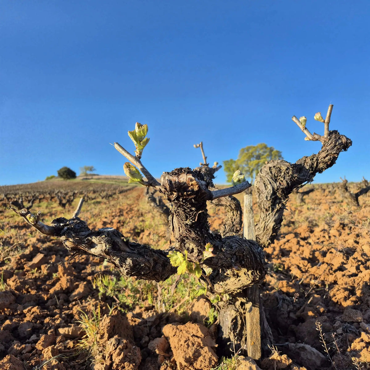 Silvanus Edicion Limitada Reserva 2020 Whiskystack
