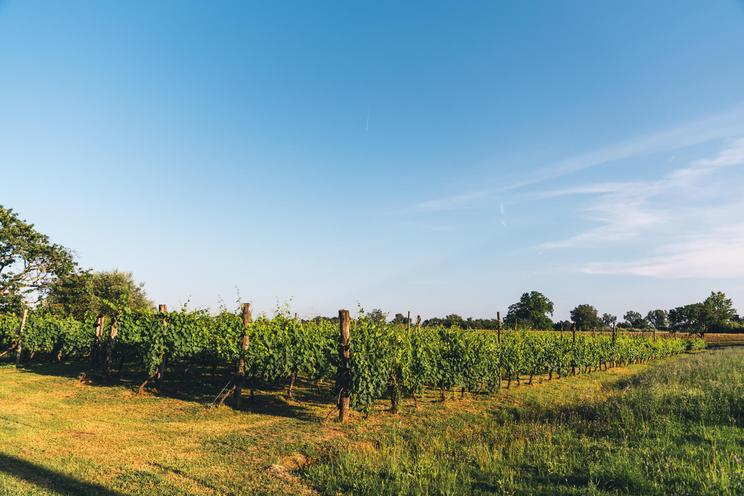 Terroir - Naturens Unikke Præg på Whisky og Vin